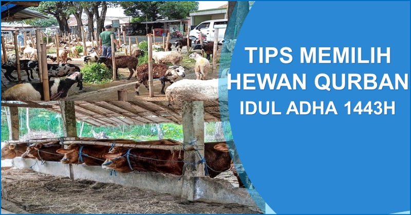 Menjelang Idul Adha 1443H, Ini Tips Memilih Hewan Qurban Agar Terhindar Dari PMK